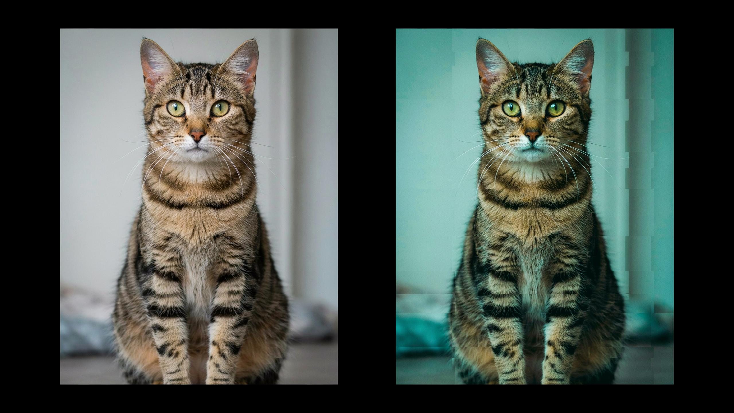 side-by-side split panel showing a clean cat photograph on the left and the same photo on the right heavily degraded with chunky pixelation, JPEG compression blocks, blown-out saturation, green color shift, and horizontal scan lines